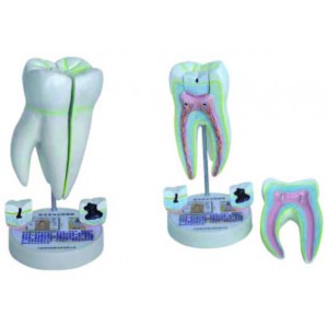 Human molar Teeth small size
